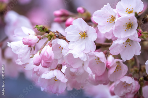 春の日差しに輝く桜の花 春のイメージ