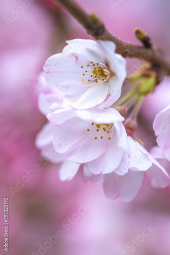 春の日差しに輝く桜の花　春のイメージ © TOMO
