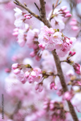 春の日差しに輝く桜の花 春のイメージ