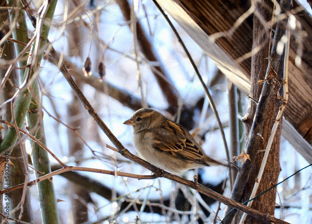 Spatz Spatz