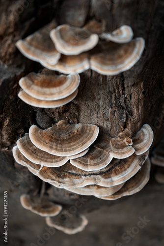 Vertical closeup shot of a tall tree branch covered with mushrooms in a forest