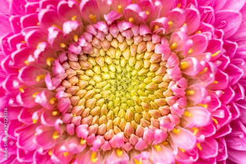 ガーベラの花 マクロイメージ