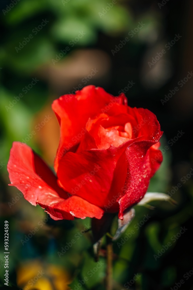 Closeup shot of a red rose in a garden