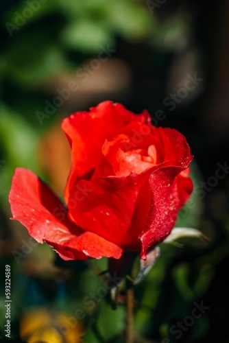 Closeup shot of a red rose in a garden