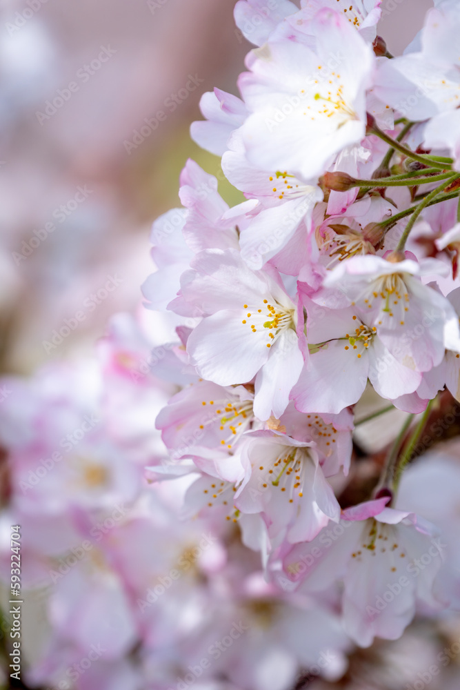 Obraz premium 春の日差しを浴びる桜の花