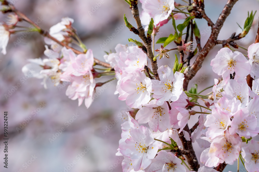 春の日差しを浴びる桜の花