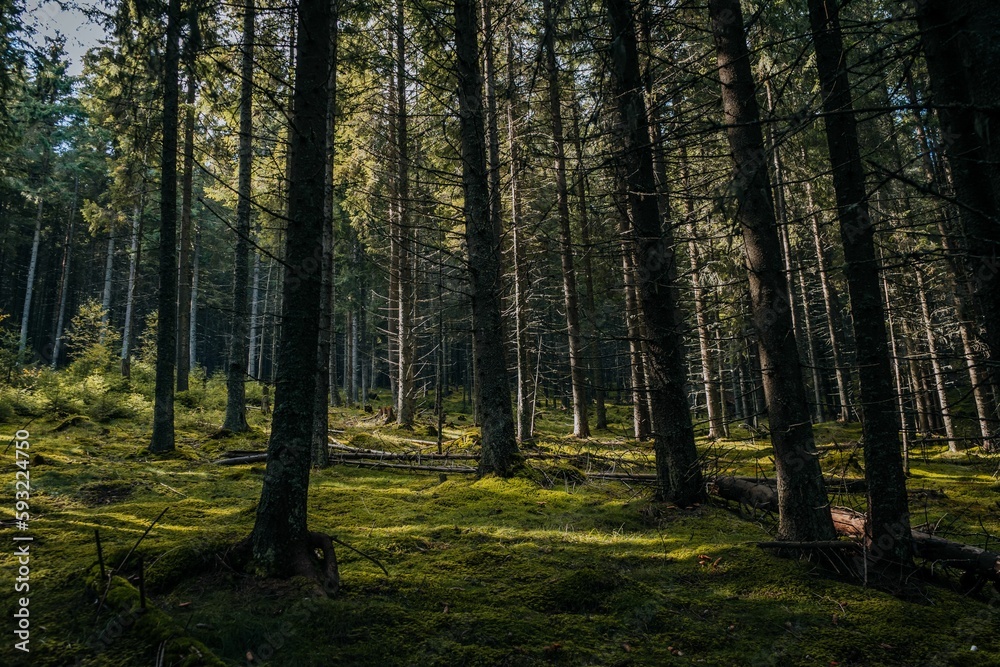 Fototapeta premium Beautiful view of the tall trees in a forest at daytime