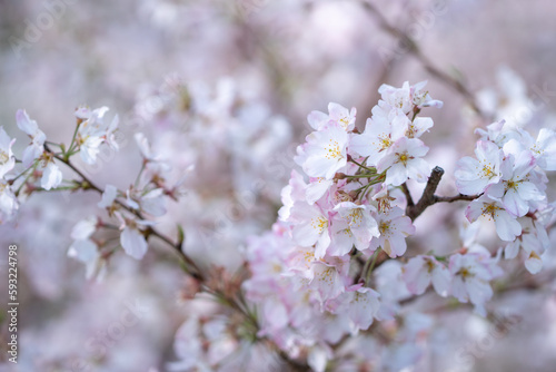 春の日差しを浴びる桜の花
