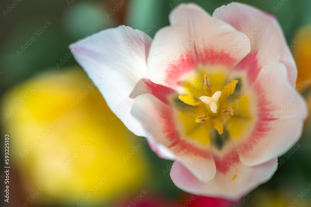 チューリップの花　春のイメージ