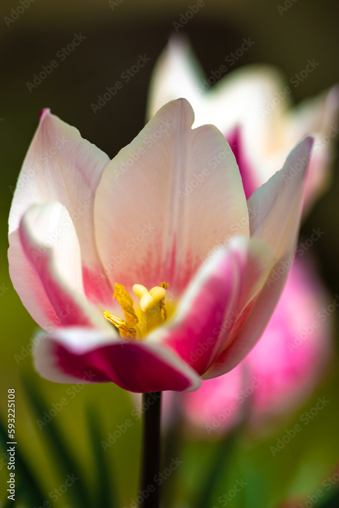 Naklejka premium チューリップの花 春のイメージ