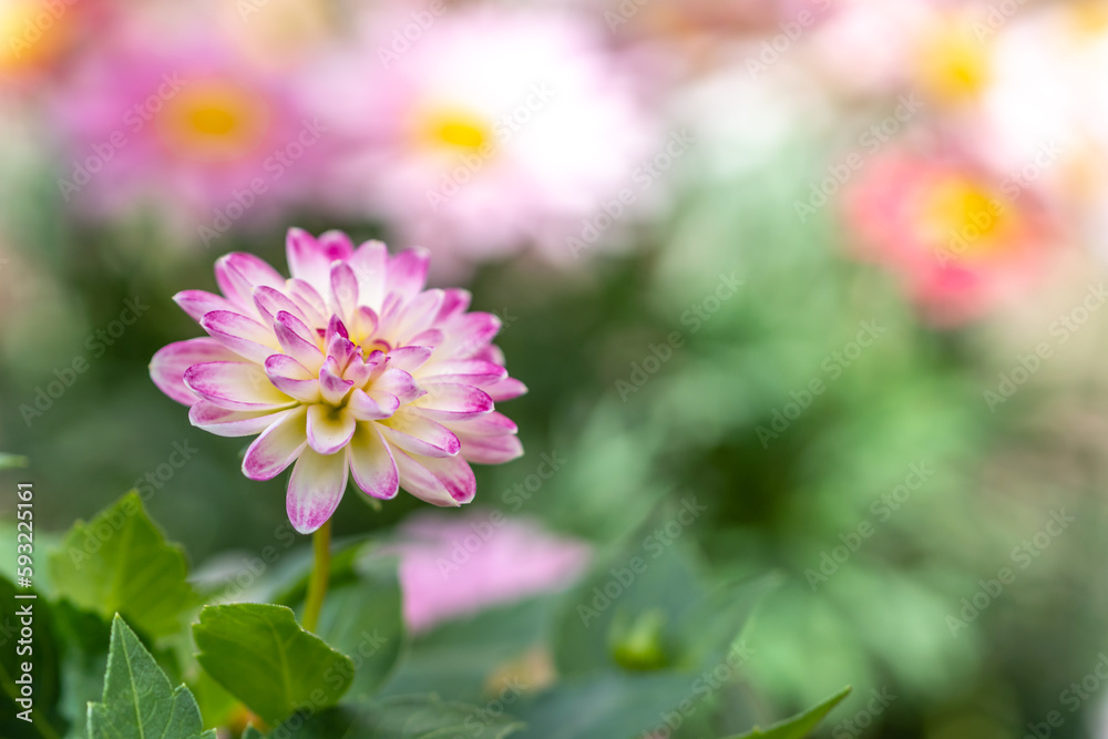 Fototapeta premium ダリアの花 春の季節のイメージ