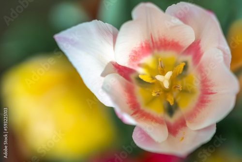 チューリップの花　春のイメージ © TOMO