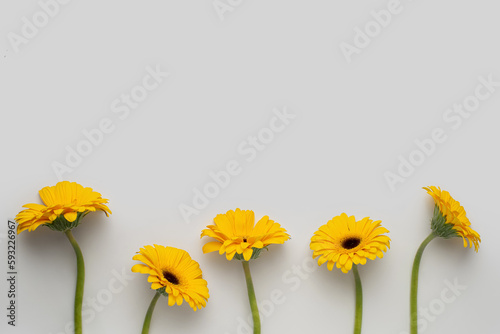Bild auf Leinwand yellow daisies on white background