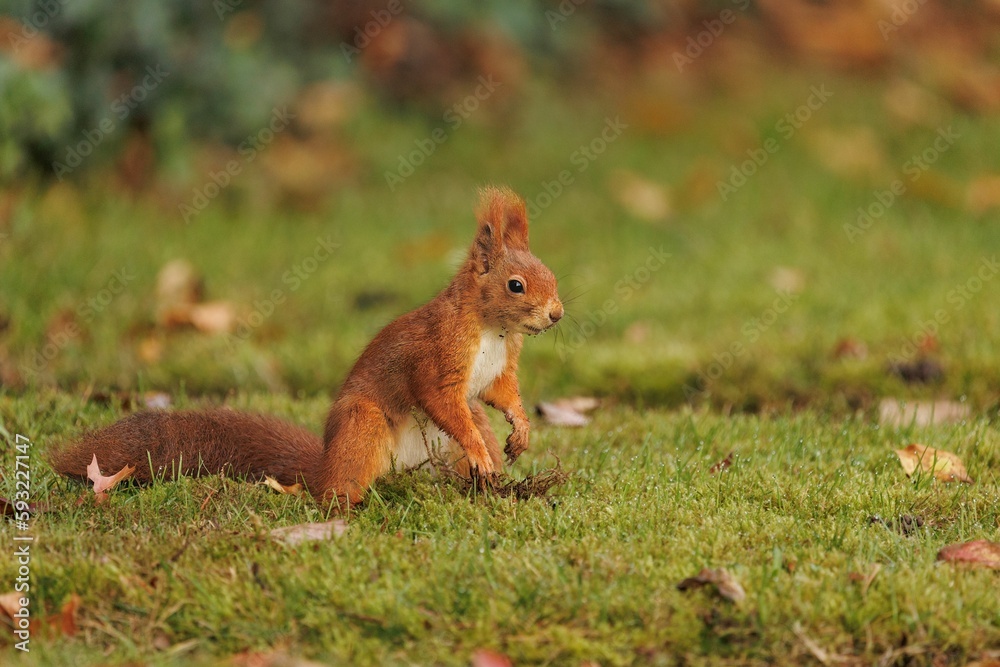 Closeup of a common Red squirrel in a green field