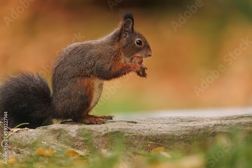 Closeup of a common Red squirrel with a hazelnut in its mouth © Andreas Furil/Wirestock Creators