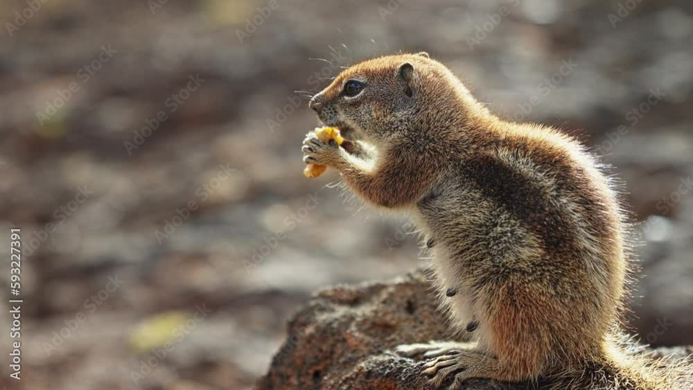Chipmunk eating walnuts while sitting on a stone Chipmunk eating walnuts while sitting on a stone