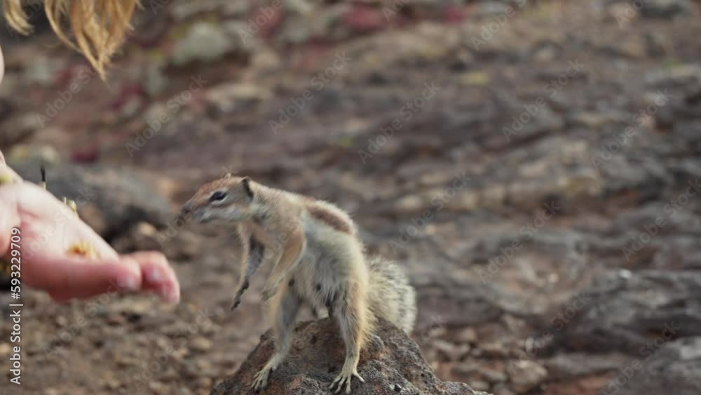 The chipmunk runs for food and takes nuts from his hands The chipmunk runs for food and takes nuts from his hands