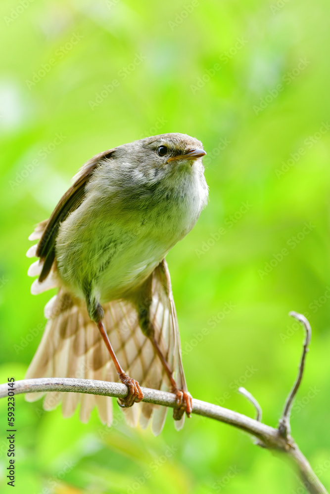 Obraz premium 公園や雑木林で美しいさえずりで歌う身近なかわいい野鳥ウグイス