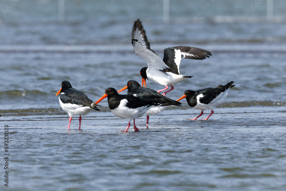 冬に東京湾でよく見られる真っ赤な嘴をした白黒のミヤコドリ