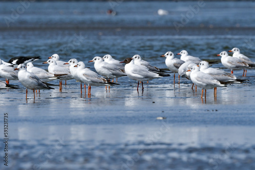 春の海辺で群れる身近な水鳥ユリカモメ photo