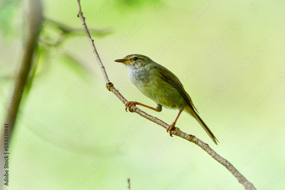 Fototapeta premium 公園や雑木林で美しいさえずりで歌う身近なかわいい野鳥ウグイス