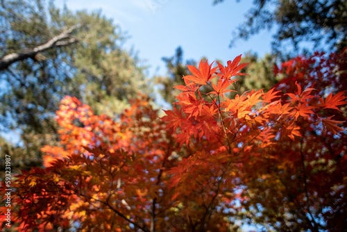 Image of trees with red leaves under the blue sky during the fall season.