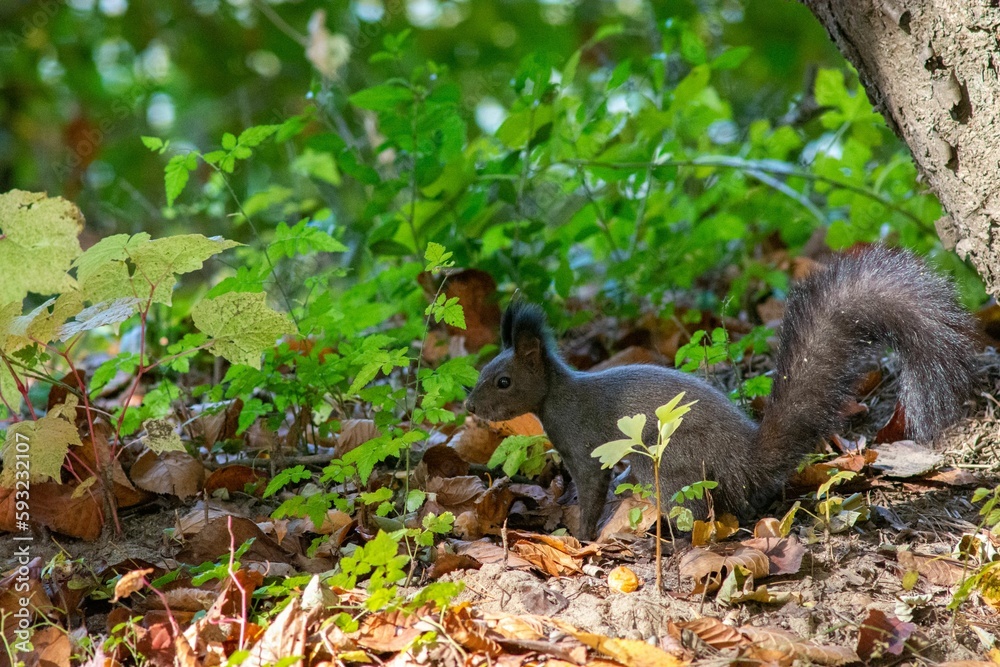 Closeup image of a grey squirrel sitting on the fallen colorful leaves during the fall season. Closeup image of a grey squirrel sitting on the fallen colorful leaves during the fall season.