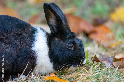 Closeup image of a white and black rabbit eating grass during the fall season.