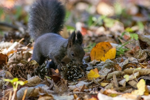 Closeup image of a grey squirrel eating a pine seed during the fall season.