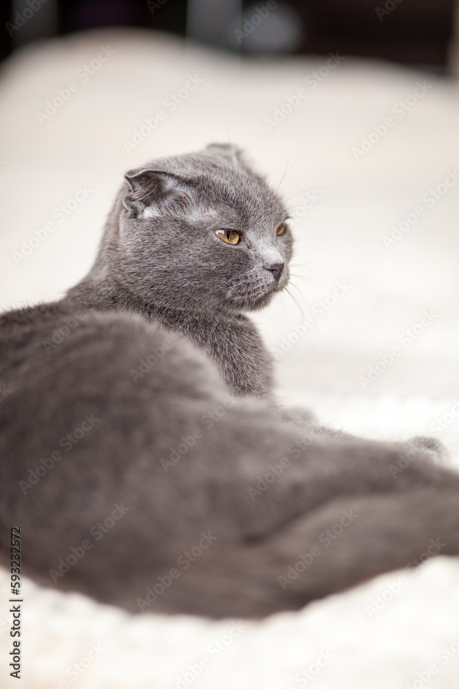 Beautiful striped gray cat. A domestic cat is lying on the sofa. A cat in a home interior. Image for veterinary clinics, websites about cats. selective focus Beautiful striped gray cat. A domestic cat is lying on the sofa. A cat in a home interior. Image for veterinary clinics, websites about cats. selective focus