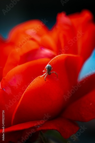Vertical closeup shot of a small spider on a red rose