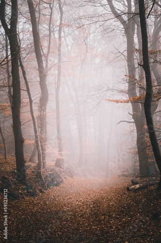 Vertical shot of a misty forest in the autumn