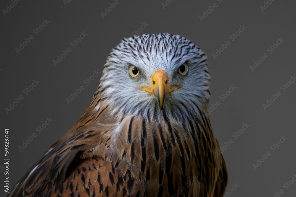 Portrait of a Red Kite with an angry glance on a gray background Portrait of a Red Kite with an angry glance on a gray background