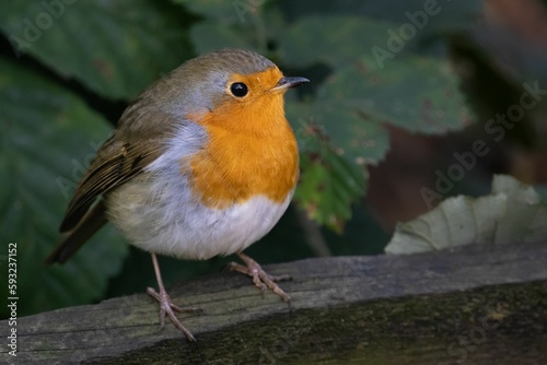 Closeup shot of robin bird standing on wood and green leaves behind it © Jack Van De Vin/Wirestock Creators