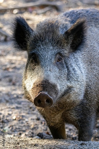 Vertical shot of a wild boar against blur background