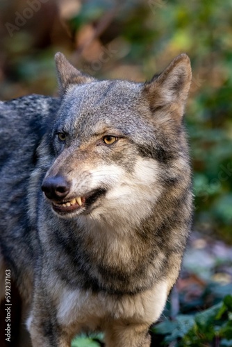 Vertical shot of an angry wolf against blur background