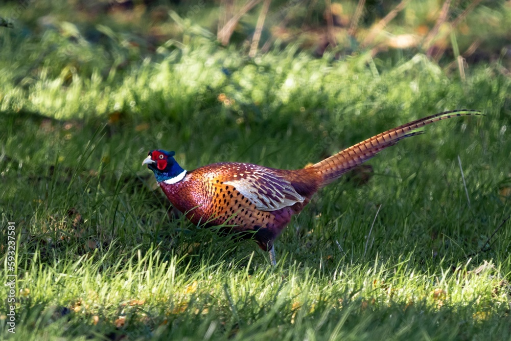 Fototapeta premium Pheasant on the grass against blur background