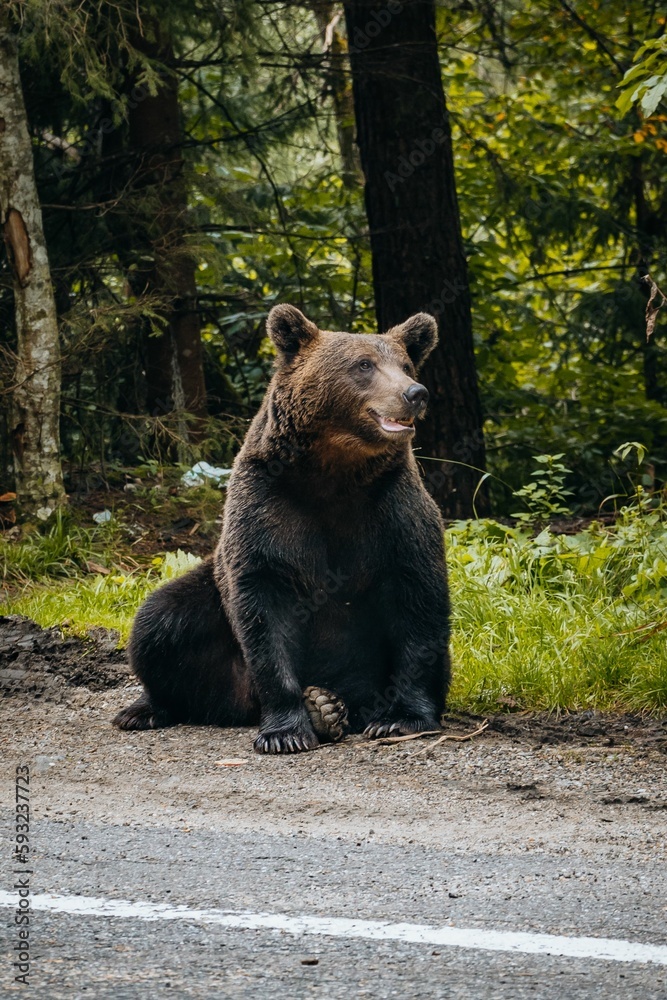 Vertical shot of a wild brown bear sitting by the side of the road