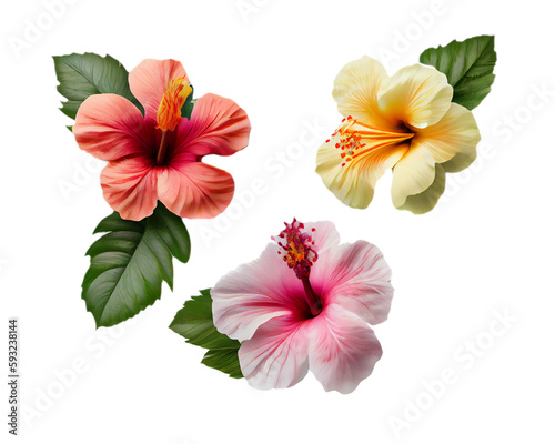 Colorful hibiscus rosa sinensis flowers with a transparent background.  Generative AI.