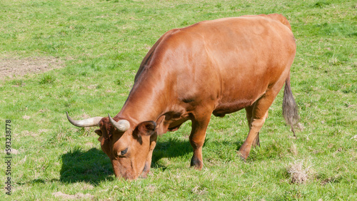 Toro marrón en pradera de hierba verde