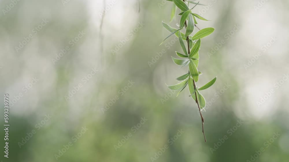 Willow branch with fresh leaves in spring Willow branch with fresh leaves in spring