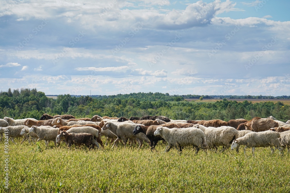 Obraz premium A flock of sheep grazes on a farm meadow. Summer day. Farming and animal husbandry. The sheep eats grass on a self-run.