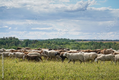 A flock of sheep grazes on a farm meadow. Summer day. Farming and animal husbandry. The sheep eats grass on a self-run.