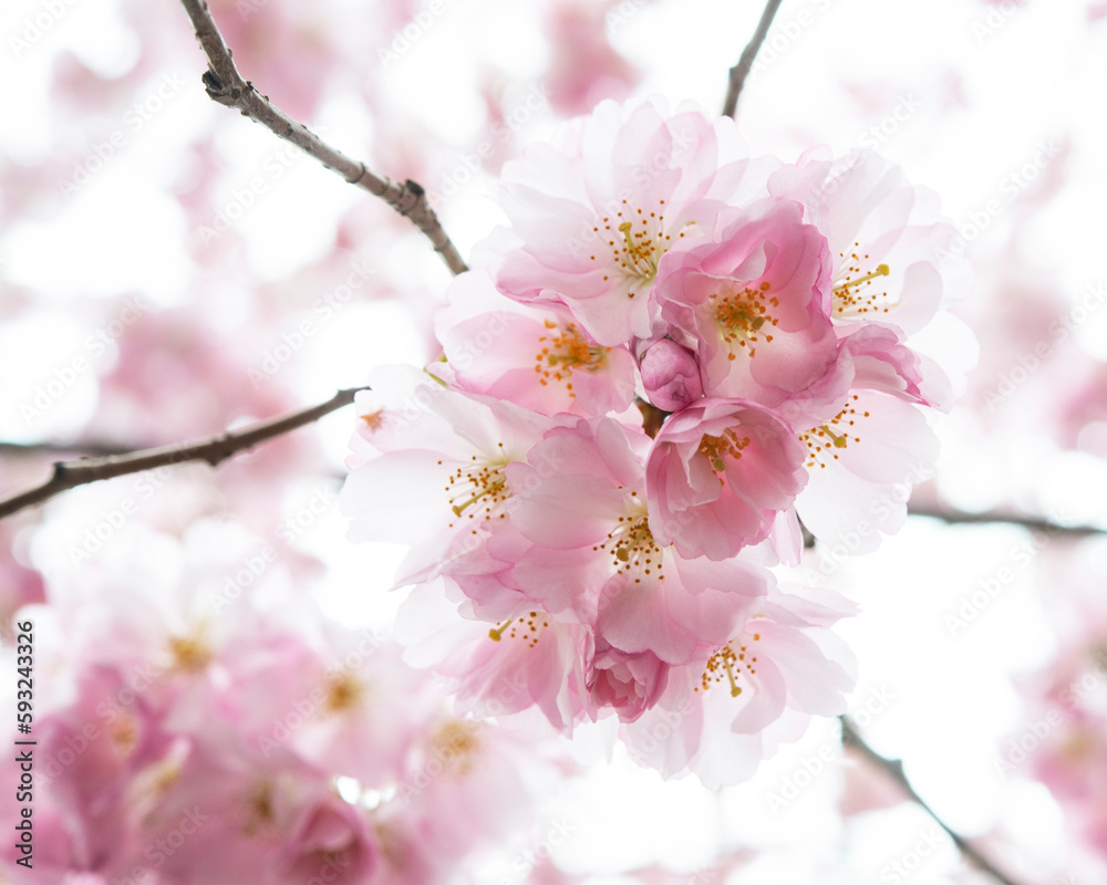 Selective focus of beautiful branches of pink Cherry blossoms on the tree under blue sky, Beautiful Sakura flowers during spring season in the park, Flora pattern texture, Nature floral background.