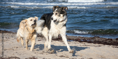 Hunde rennen im Spiel am Strand