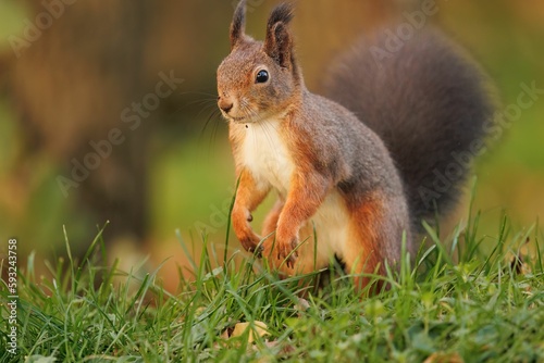 Brown squirrel on the ground with a blurry background © Andreas Furil/Wirestock Creators