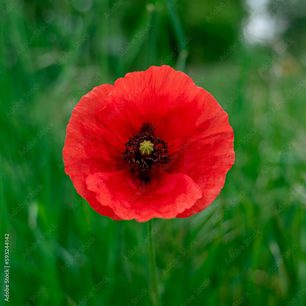 Beautiful closeup of a poppy in the green field Beautiful closeup of a poppy in the green field