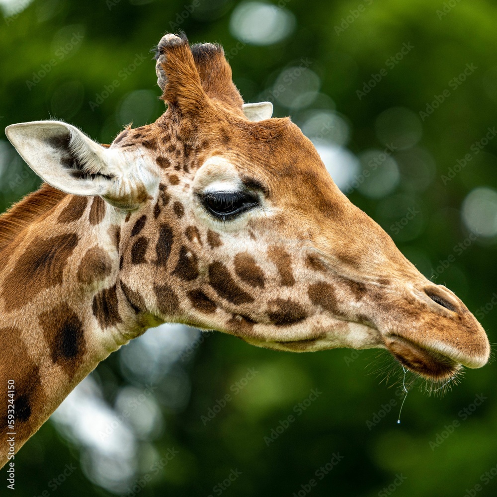 Obraz premium Close-up shot of a giraffe head in a green blur