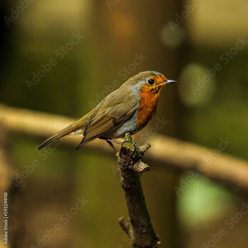 Shallow focus shot of a Red-breast Robin bird perched on a tree twig