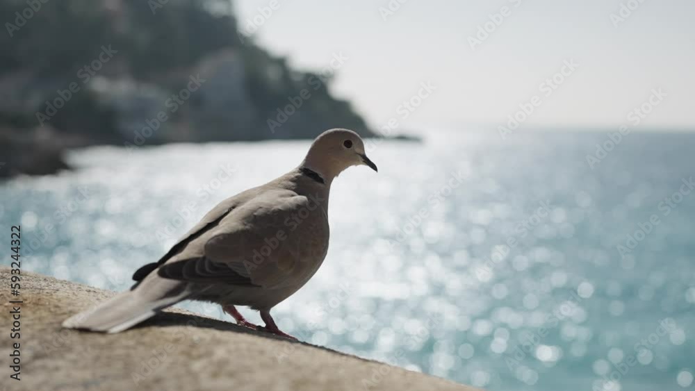 Slow motion of collared dove sitting on a stone in south france
